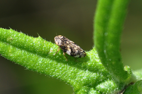 Aphrophoridae: Philaenus spumarius della Toscana